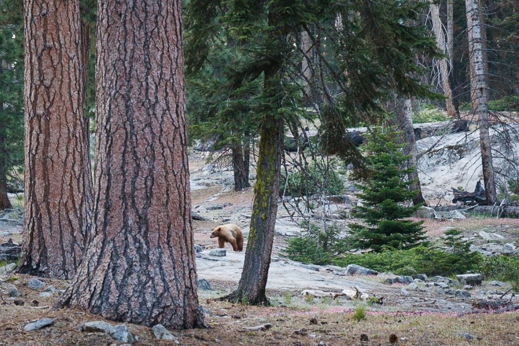 Moederbeer bij Crescent Meadows in Sequoia National Park