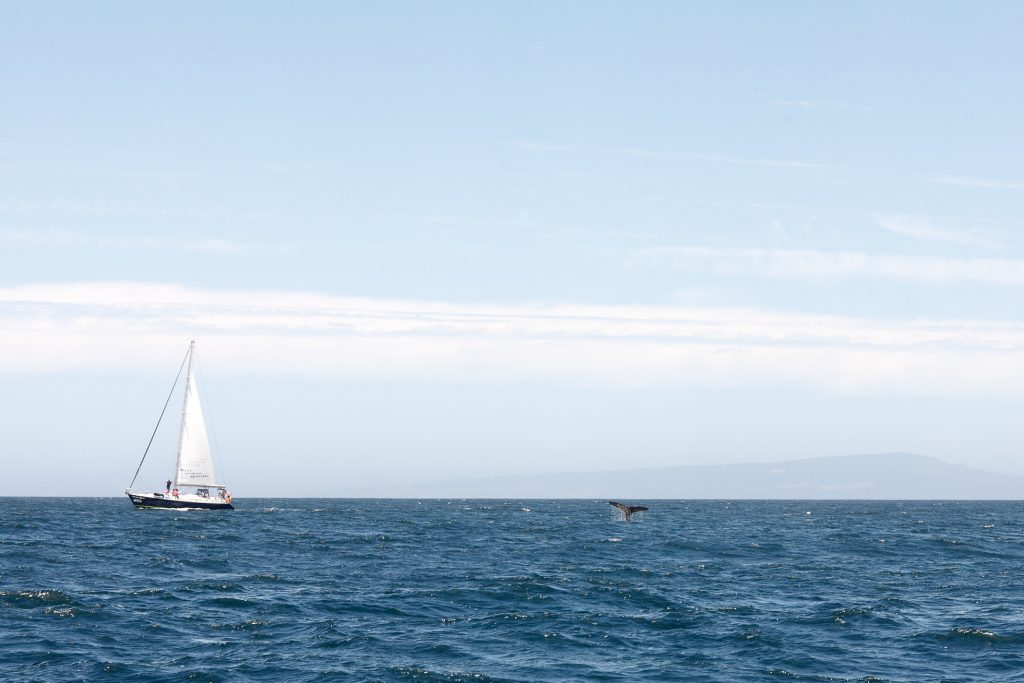 Walvis in Monterey Bay