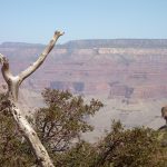 Cedar Ridge aan de South Kaibab Trail in de Grand Canyon Cedar Ridge aan de South Kaibab Trail in de Grand Canyon