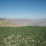 Stuk bos aan de Rim van de Grand Canyon Stuk bos aan de Rim van de Grand Canyon