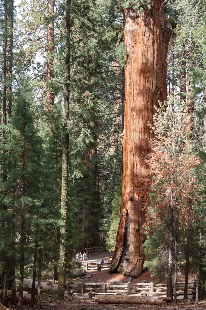 General Sherman Tree In Sequoia National Park