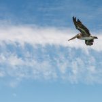 Pelikaan in Moss Landing Pelikaan in Moss Landing