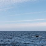 Walvis in Monterey Bay Walvis in Monterey Bay