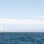 Dolfijnen in Monterey Bay Walvis in Monterey Bay