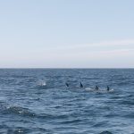 Dolfijnen in Monterey Bay Dolfijnen in Monterey Bay