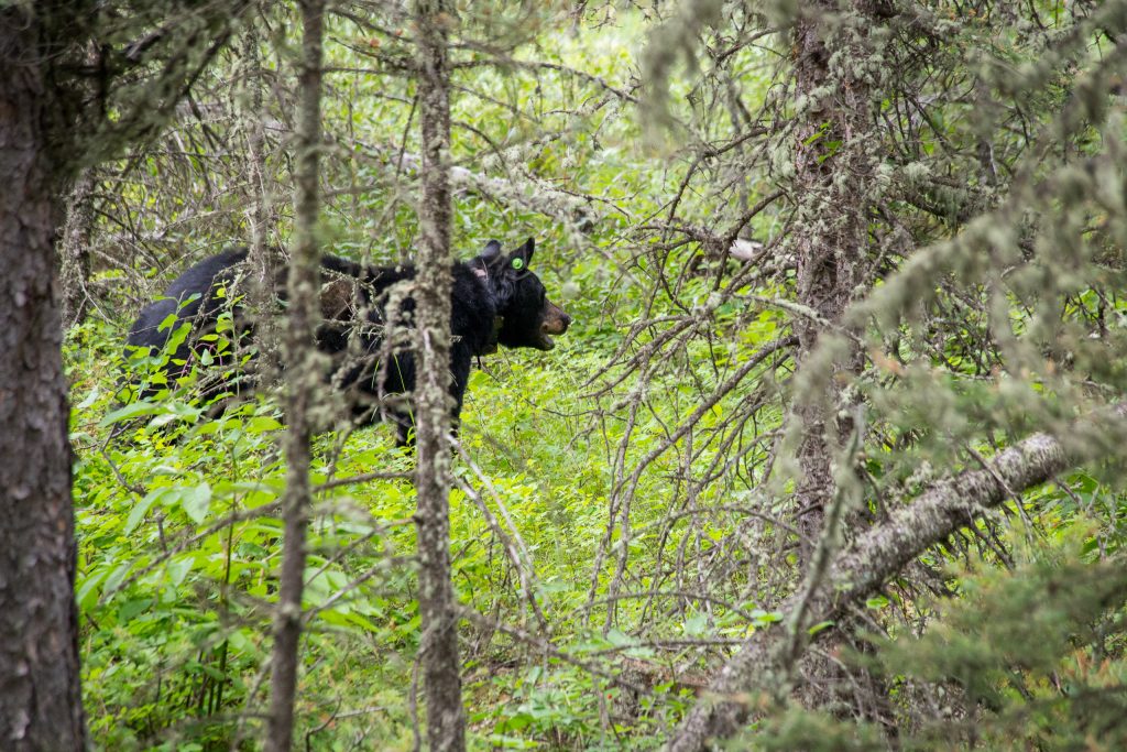 Zwarte beer in de buurt van Tower Junction in Yellowstone National Park