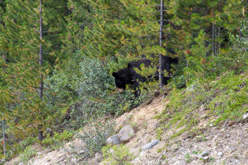 Zwarte beer langs Icefields Parkway